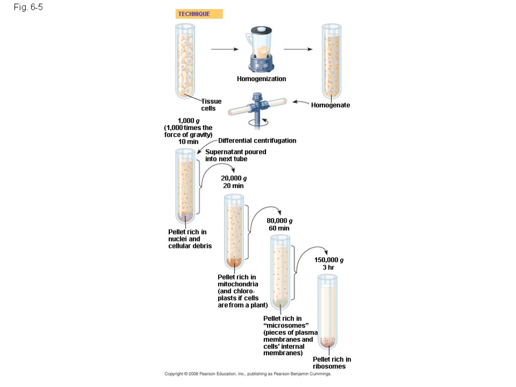 Fig. 6-5 Homogenization TECHNIQUE Homogenate Tissue cells 1,000 g (1,000 times the force of